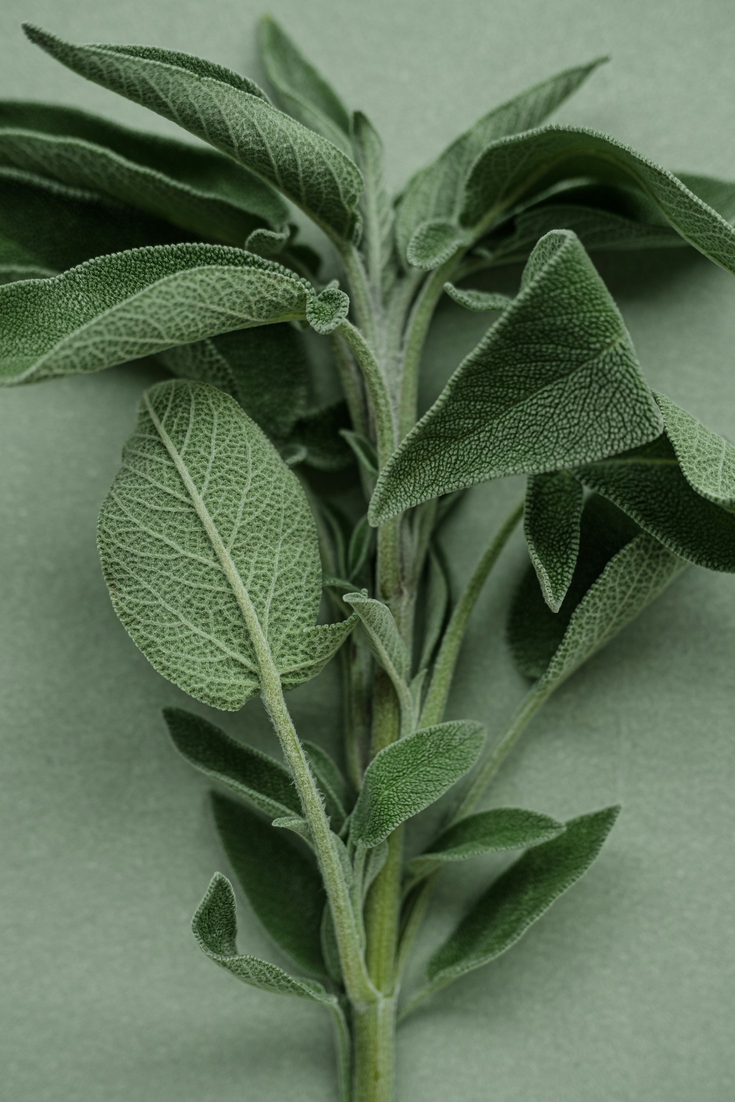 Natural Ways To Boost Immune Health